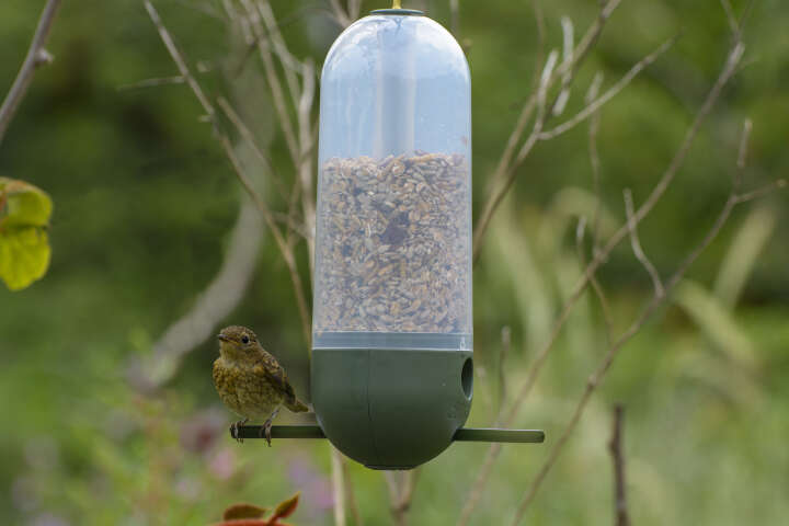 dobar Vogelfutterspender Cornbar